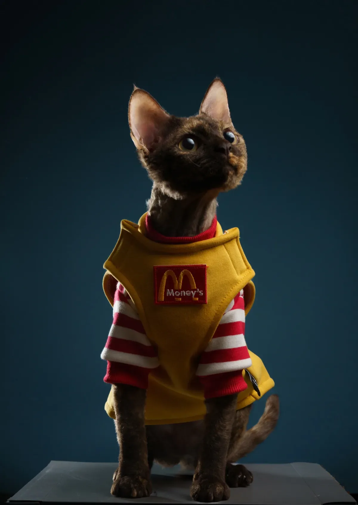 宠物/Pets